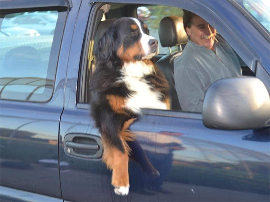 Chien en voiture