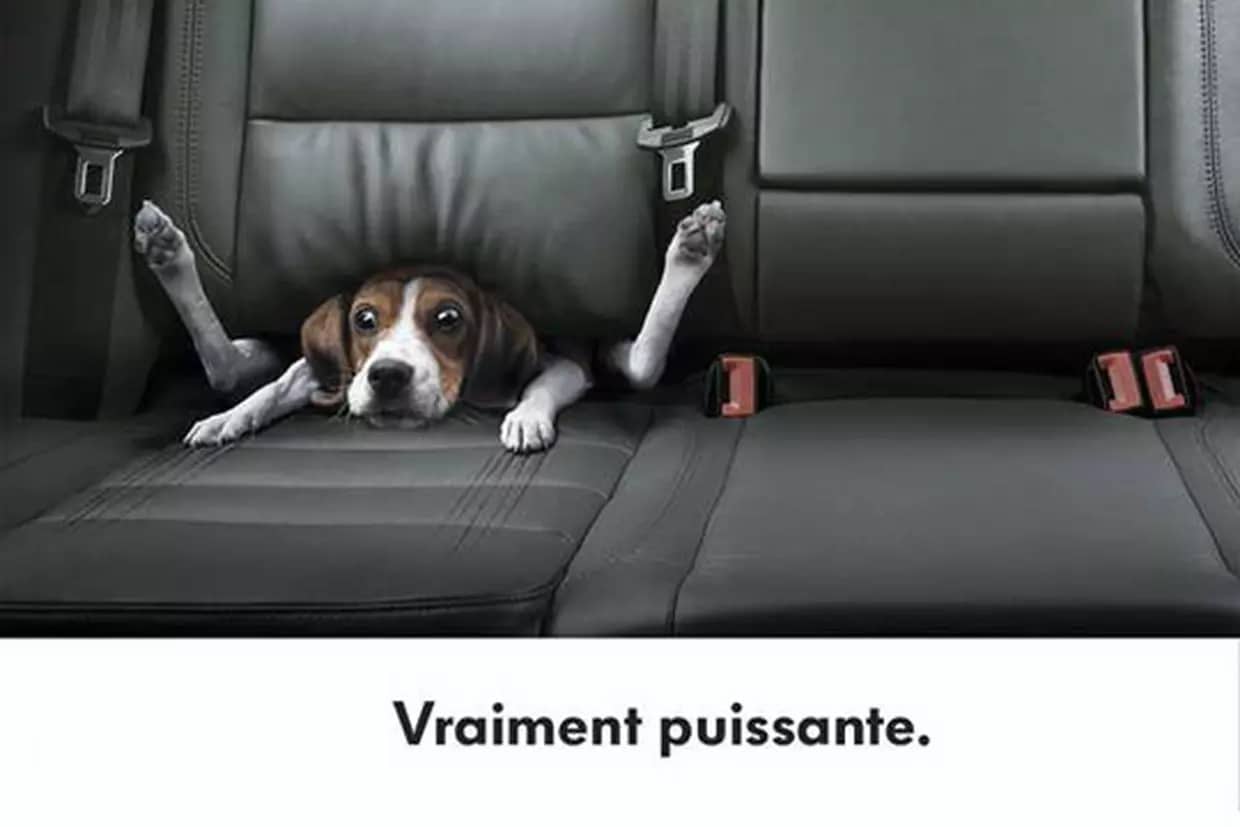 Publicité chien Golf VR6