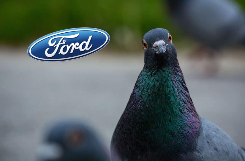 Ford fientes oiseaux